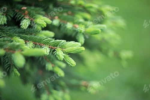 Preview: Spruce Green Macro