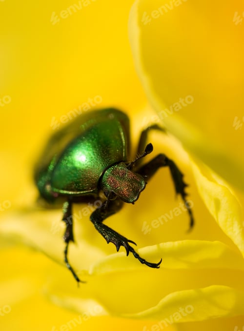 Preview: Green Bug Sitting On A Yellow Flower (Shallow Dof, Focus On Bug'S Head)