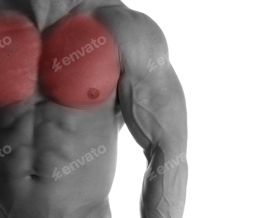 Preview: Muscular Male Torso With Chest Selected On White Background