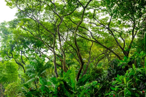 Preview: Lush Tropical Green Jungle