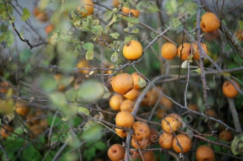 Preview: Orange Quince Close Up