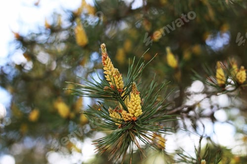 Preview: Fancy Yellow Fir Cone Close Up