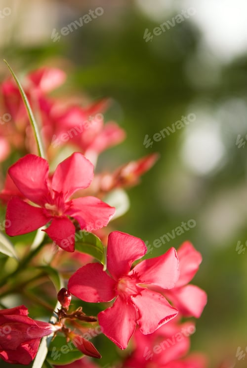 Preview: Beautiful Flowers With Nice Defocused Green Background