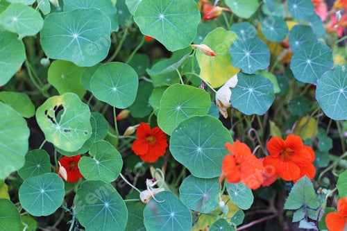 Preview: Tropaeolum Flowers Close Up