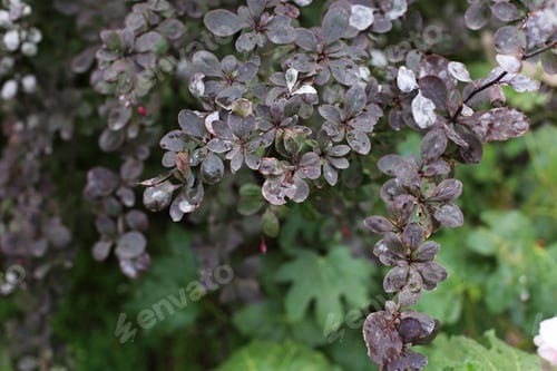 Preview: Deceased Purple Plant Leaves Close Up