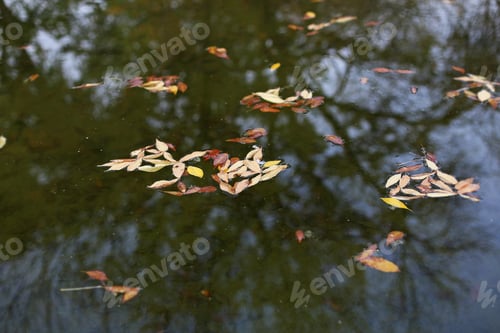 Preview: Autumn Leaves Closed Up On The Water Surface