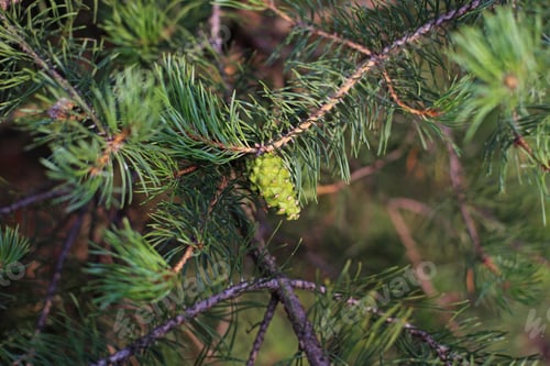 Preview: Small Fir Cone Close Up