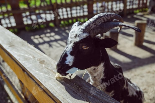Preview: Goat Close Up. Zoo Life. Farming