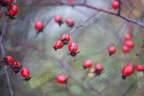 Preview: Red Berries Close Up