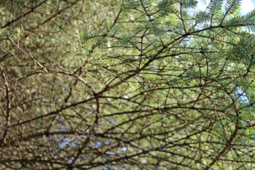 Preview: Blurred Pine Branches Background