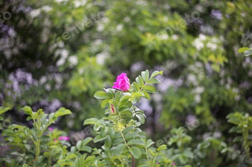 Preview: Pink Flower On A Bush Close Up