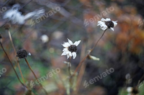 Preview: Dry Meadow Flowers Close Up