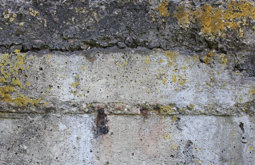 Preview: Concrete Texture With Fungus