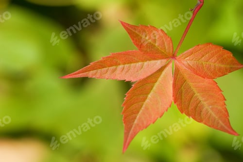 Preview: Autumn Leaf On Blurred Green Background