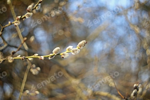 Preview: Pussy-Willow Branch Close Up