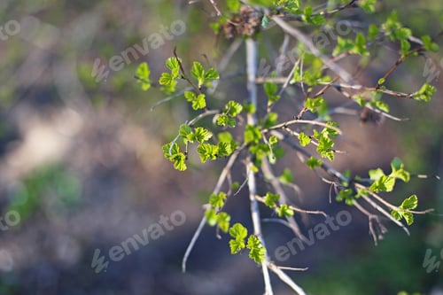 Preview: Green Tree Bud Closed Up