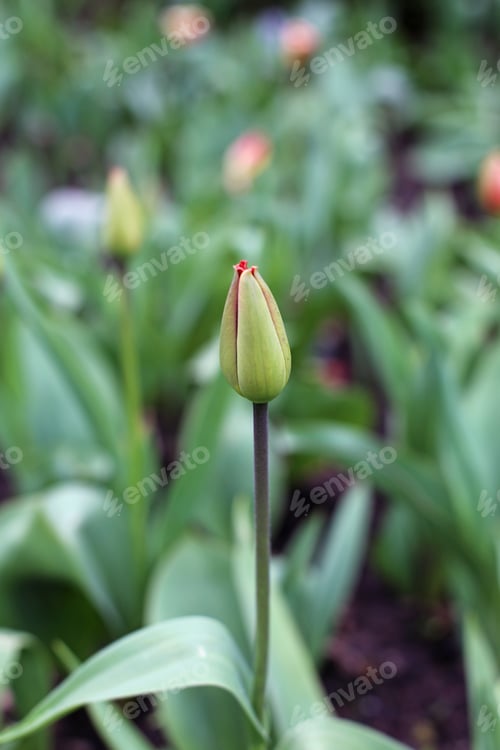 Preview: Green Closed Tulip Flower
