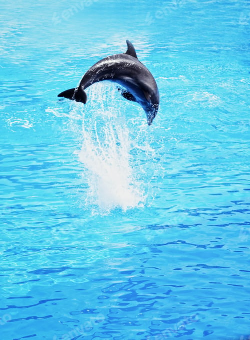 Preview: Dolphin Jumping In The Sea