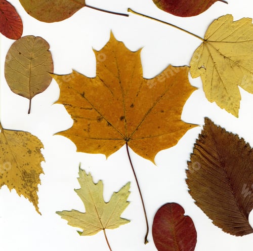Preview: Dry Leaves Isolated On White