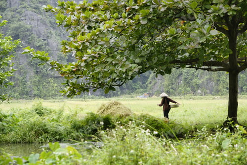 Preview: Traditional Vietnamese Farmers Cultivating Rice In Asian Fields