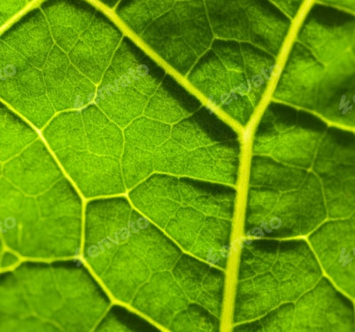 Preview: Green Leaf Texture (Shallow Dof)