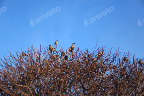 Preview: Many Small Sparrows Sitting On A Bush With Clear Blue Sky