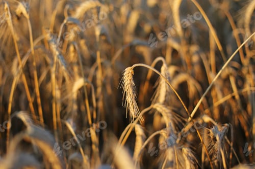 Preview: Wheat Selective Focus Close Up