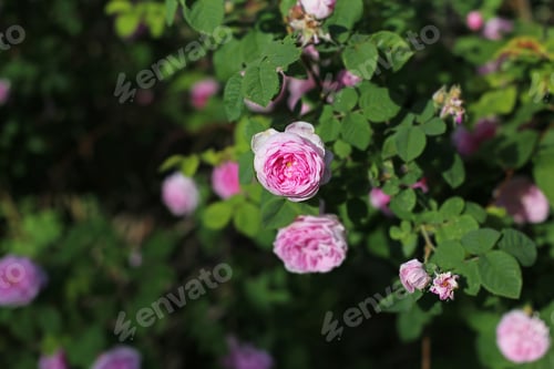 Preview: Pink Wild Rose Flower Close Up