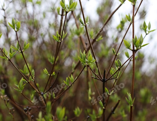 Preview: Green Tree Branches Buds Closed Up