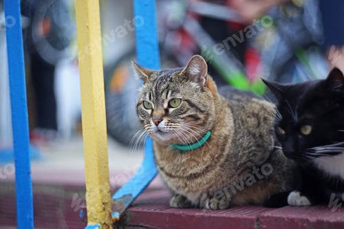 Preview: Two Cats Sitting On The Street