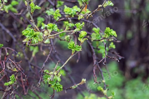 Preview: Green Tree Branches Buds Close Up