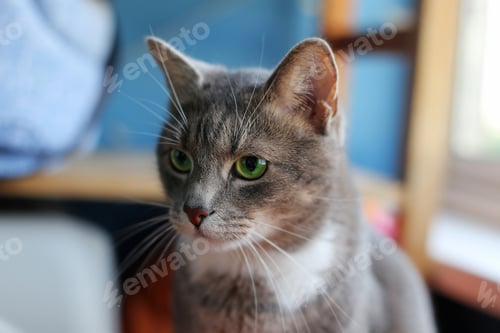Preview: Whiskers Gray Cat Portrait