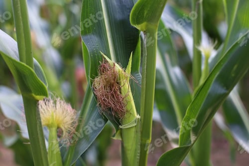 Preview: Corn Bud Close Up