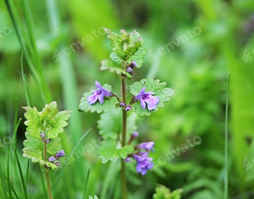 Preview: Purple Flower In The Woods
