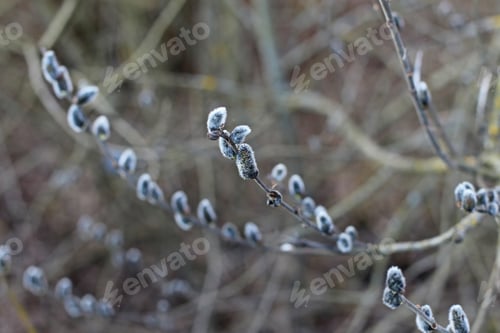 Preview: Pussy-Willow Branch Close Up