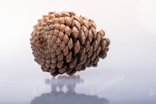Preview: Pine Cone On A White Wooden Background