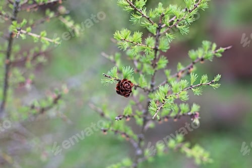 Preview: Tiny Fir Cone Close Up