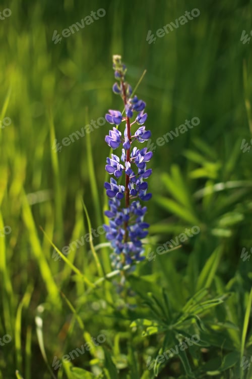 Preview: Blue Lupine Flower Close Up