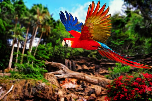 Preview: Colourful Flying Parrot In Tropical Landscape
