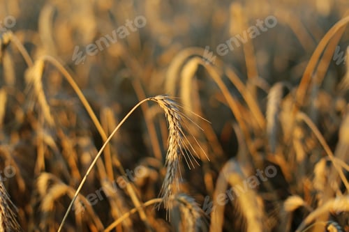 Preview: Wheat Selective Focus Closed Up