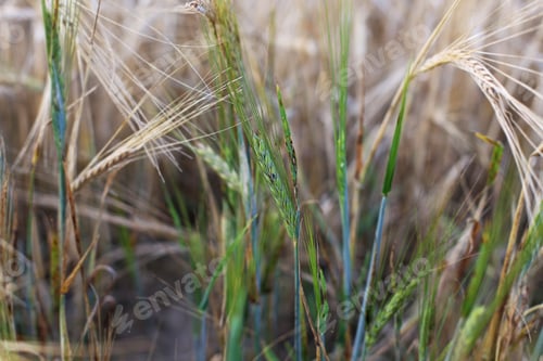 Preview: Deceased Wheat Field Close Up
