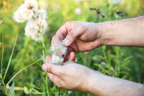 Preview: Man Is Gathering Cotton In The Field. Hands Holding Plant. Fashion Industry Consumerism. Low Paid