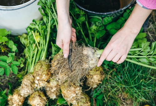 Preview: Woman Is Cleaning Celery From The Garden. Ecological Homegrown Vegetables. Eco-Friendly Concept.