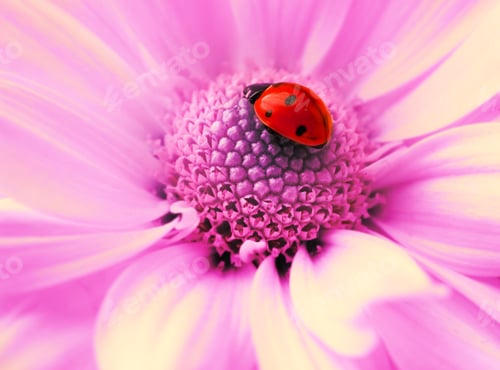 Preview: Small Ladybug Sleeping On Flower'S Petals