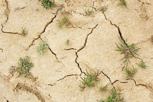 Preview: Eroded Cracked Ground With Vegetation