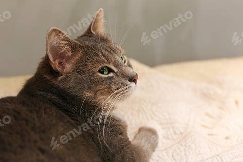 Preview: Whiskers Cat Face Close Up