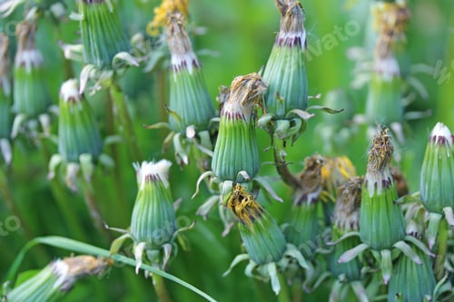 Preview: Closed Multiple Dandelion Macro