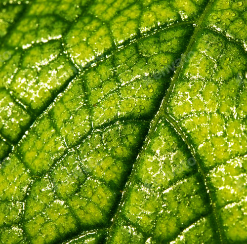 Preview: Green Leaf Texture