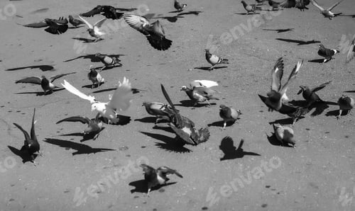 Preview: A Large Group Of Birds Flying In The Sky.