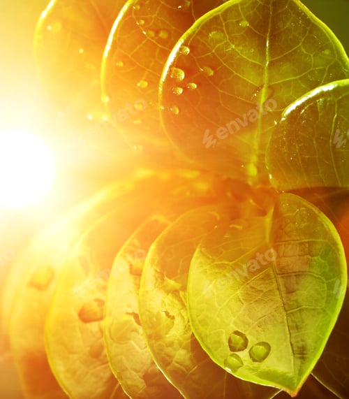 Preview: Green Leaves With Water Drops
